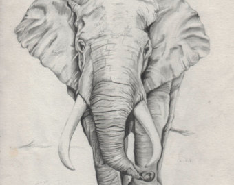 340x270 Elephant Drawing Etsy