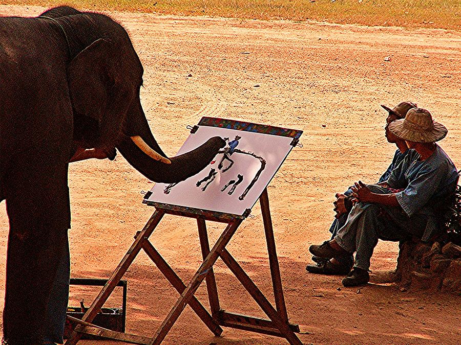 900x675 Elephant Draw Elephant Photograph By David Rich