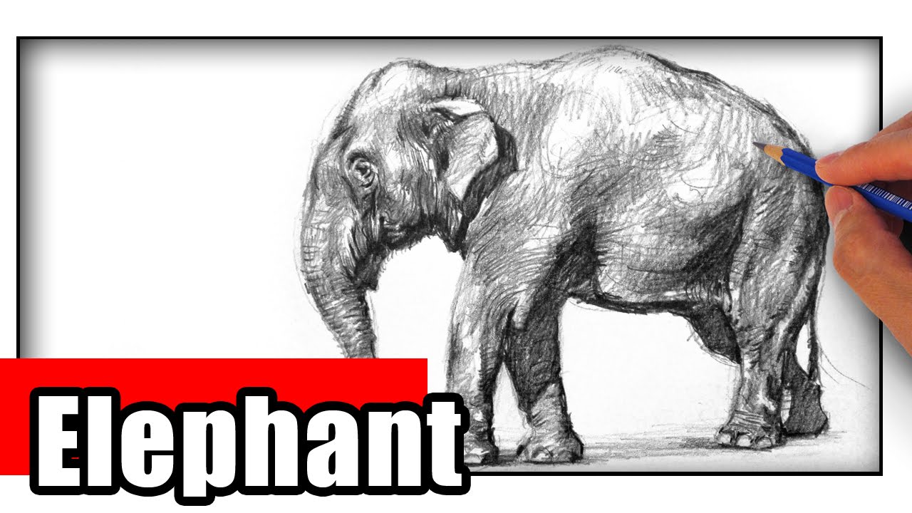 1280x720 How To Draw An Elephant The Easy Way