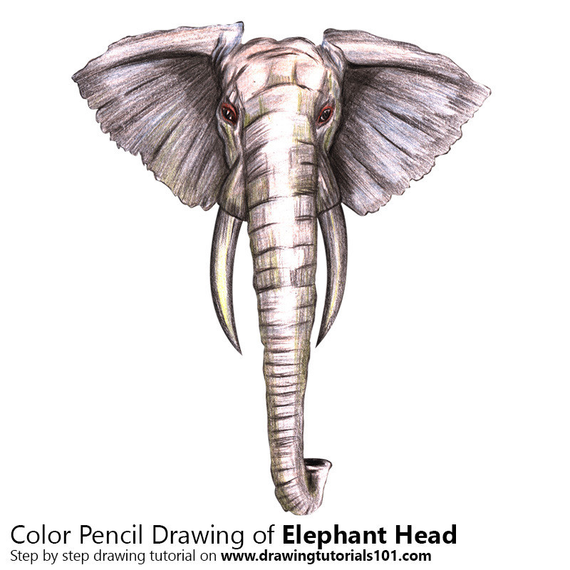 800x800 The World's Newest Photos Of Drawing And Elephant
