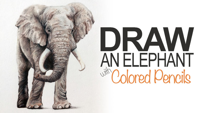 800x450 An Elephant With Colored Pencils