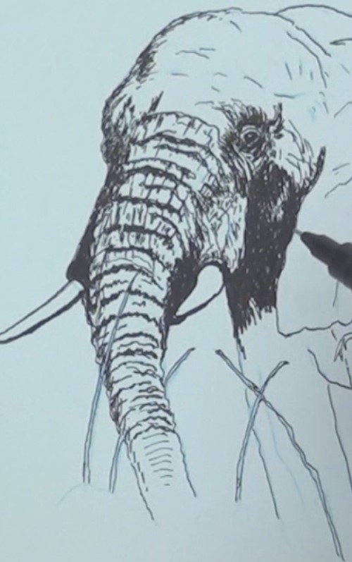 500x797 How To Draw An Elephant In Pen And Ink Online Art Lessons