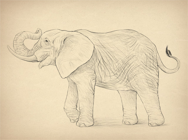 640x478 How To Draw Animals Elephants, Their Species And Anatomy