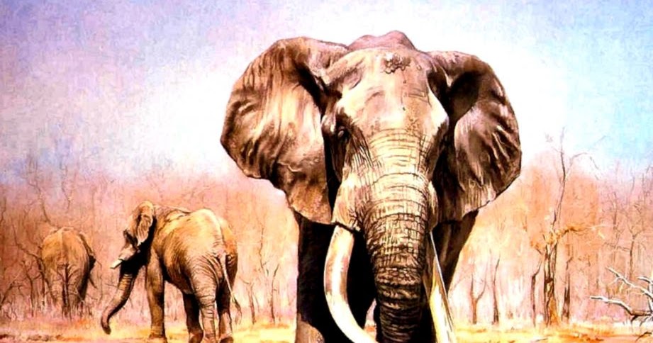 921x484 Elephant Drawing Wallpaper Wallpapers Gallery