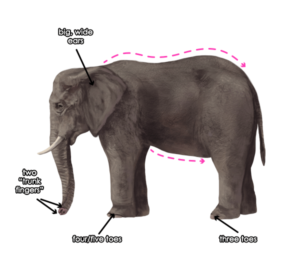 600x532 How To Draw Animals Elephants, Their Species And Anatomy