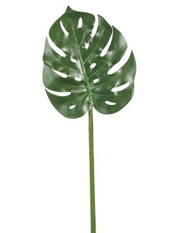 360x480 Elephant Ear Plant Leaves Drawings
