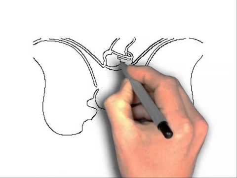 480x360 How To Draw Elephant Ears