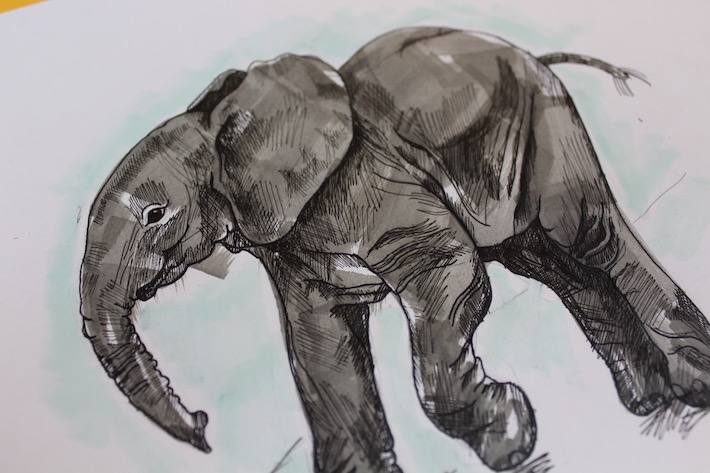 710x473 How To Draw An Elephant In Just 5 Easy Steps