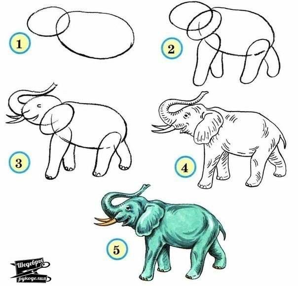 604x579 How To Draw An Elephant How To Draw Zoos, Animal