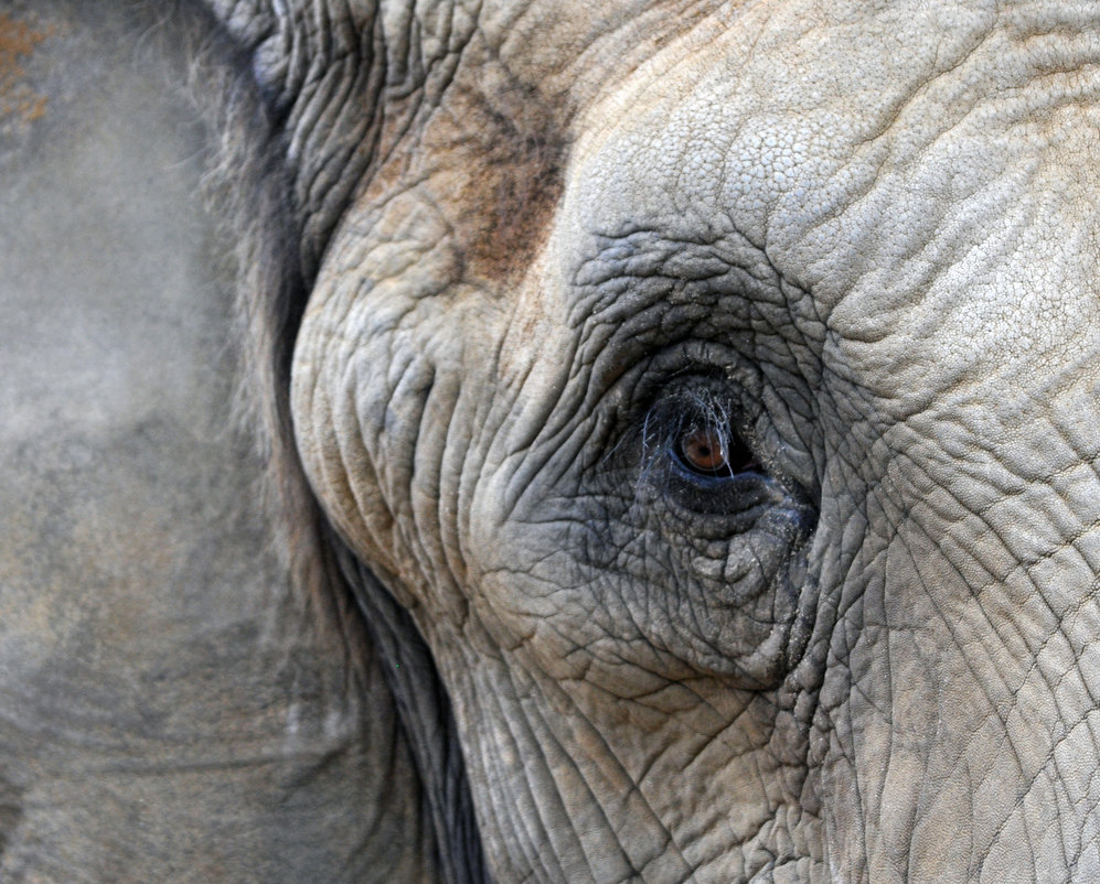 997x802 African Elephant