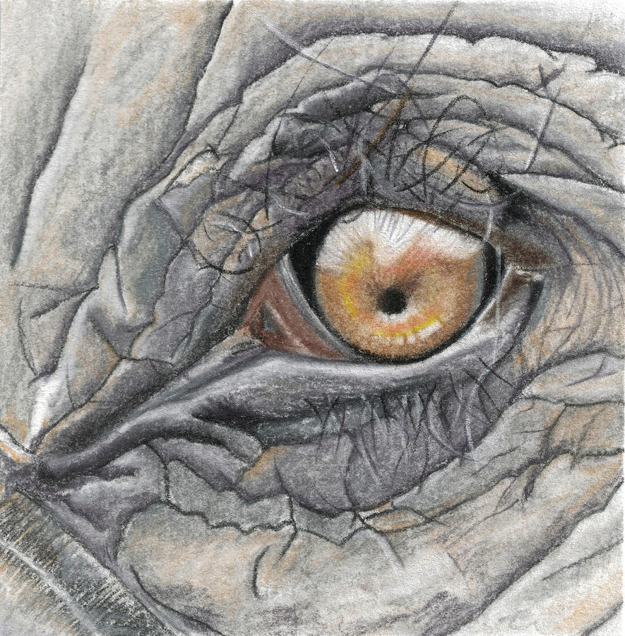 885x900 Elephant Eye