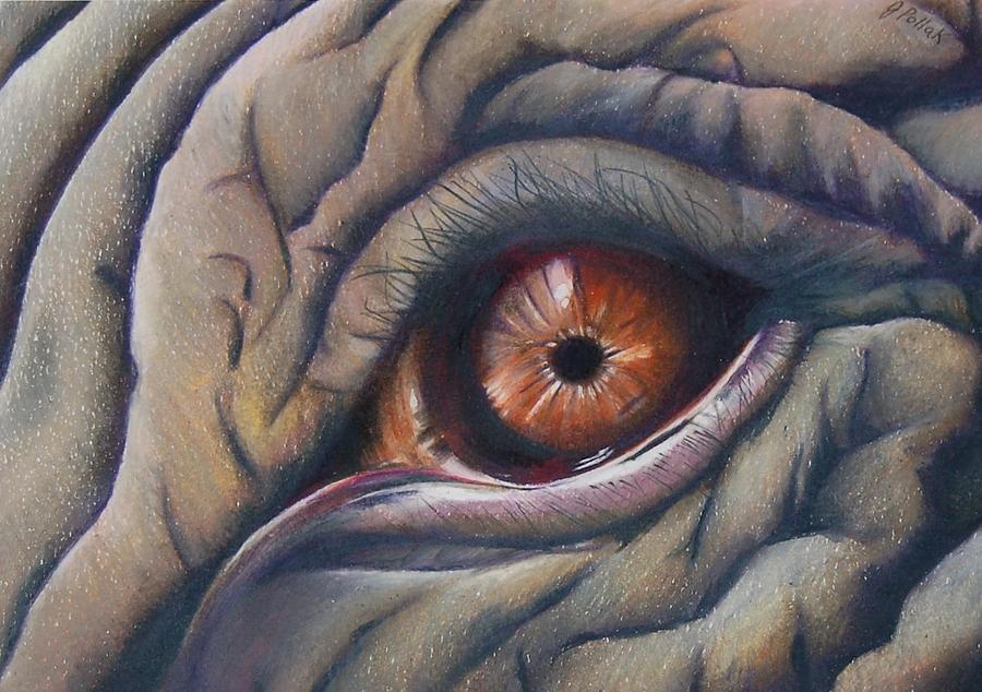 900x634 Elephant Eye Drawing By Joan Pollak