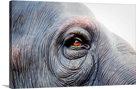 540x352 Red Eye Of An Elephant Wall Art, Canvas Prints, Framed Prints