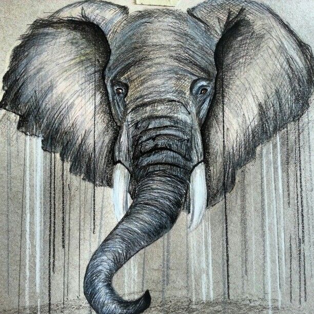612x612 Elephant Drawing