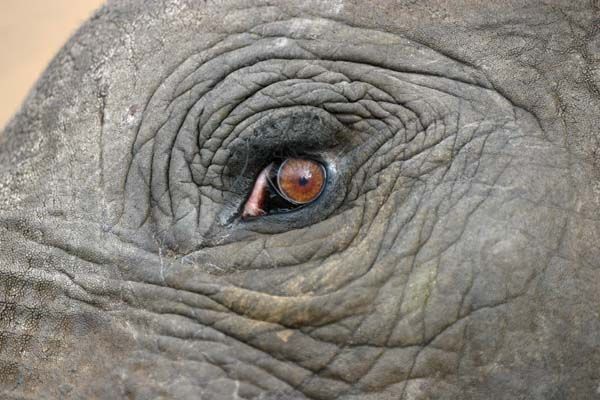 600x400 Elephant Eye