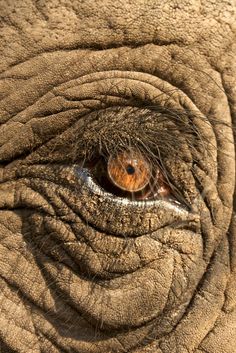 236x353 No One Ever Thought About The Elephant's Eye Or Got Close To It