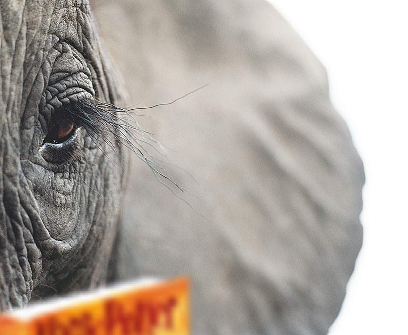 840x690 Pacaderm Eye The Eye Si(Gh)t