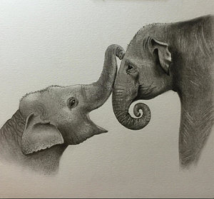 300x279 Elephant Family Drawings Fine Art America