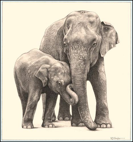 467x500 Jumbo Family' Asian Elephants