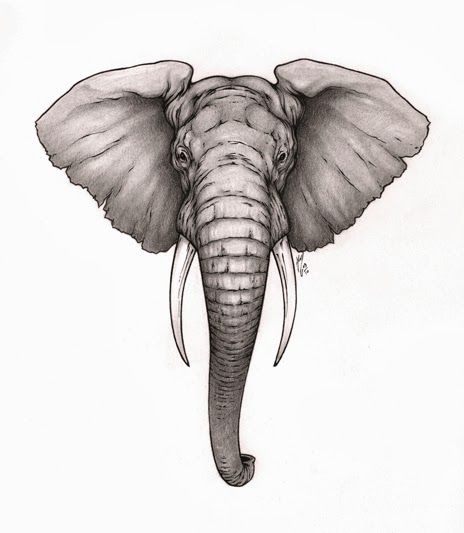 464x533 Pictures Elephant Head Sketch,