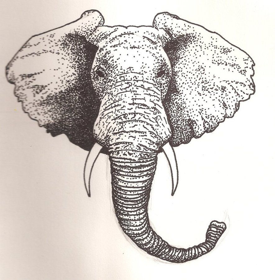 885x902 How To Draw An Elephant Head Elephant Head By ~scheinberg
