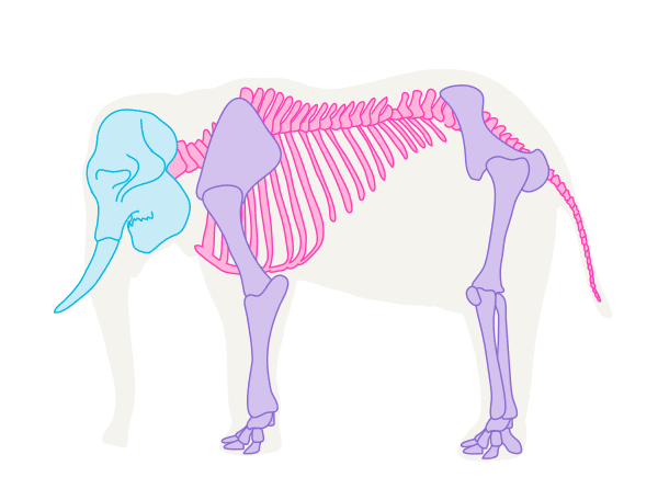 600x456 How To Draw Animals Elephants, Their Species And Anatomy
