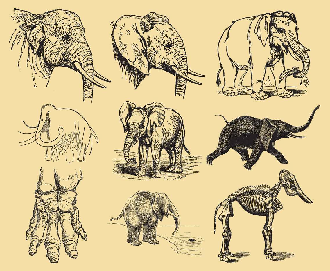 1136x936 Elephant Drawings Vector Art Amp Graphics