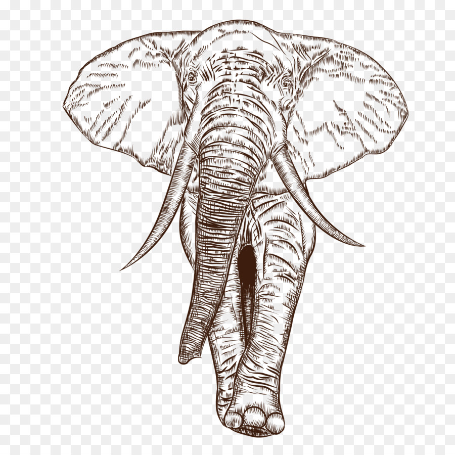 900x900 African Elephant Indian Elephant Drawing