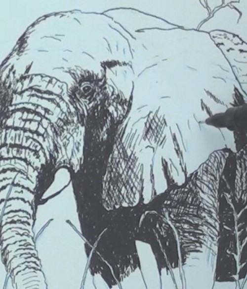 500x583 How To Draw An Elephant In Pen And Ink Online Art Lessons
