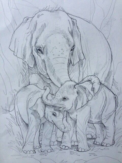 480x640 Best Pencil Drawing Of Elephant Amp Family Steemit