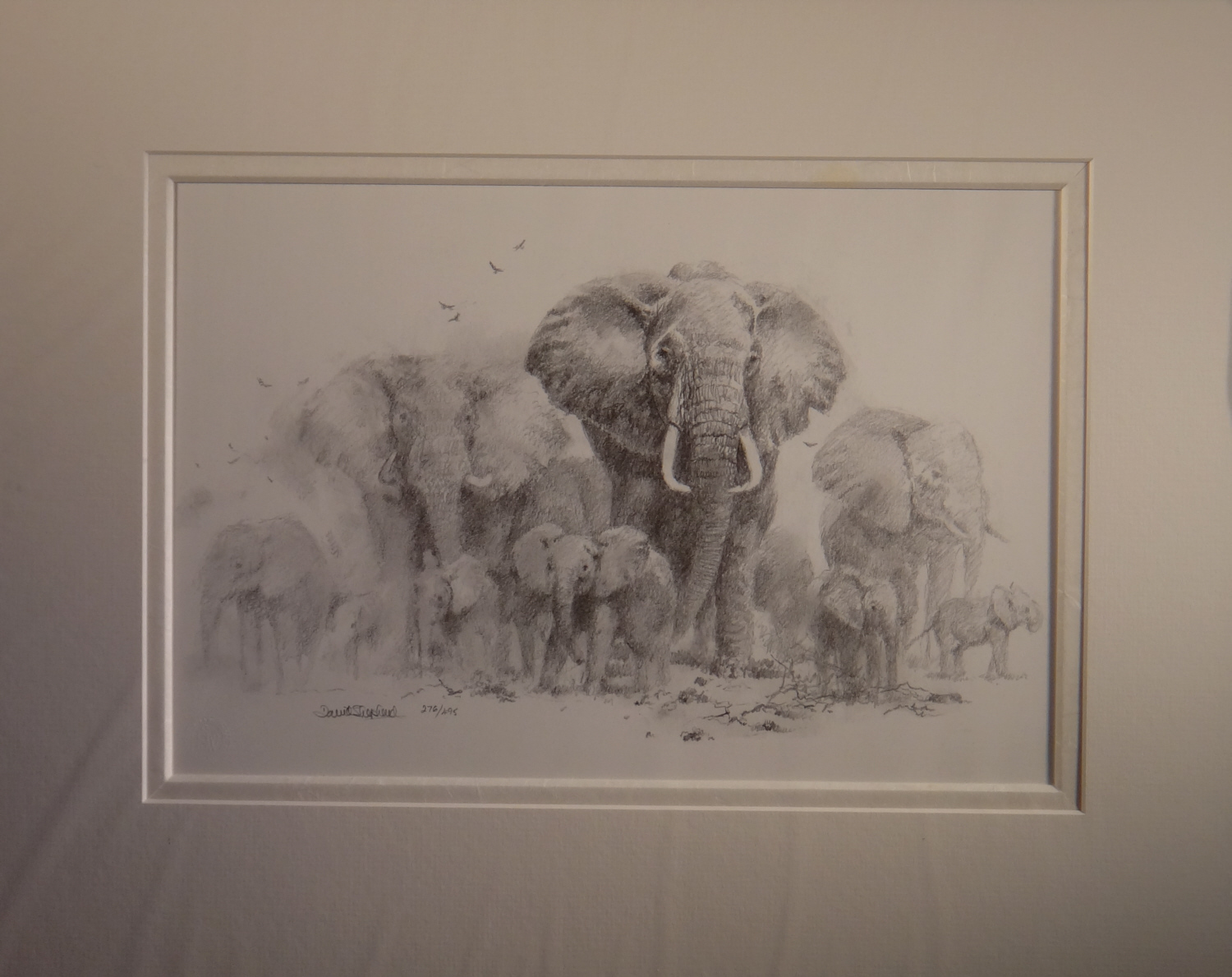 1500x1189 David Shepherd, Elephant,tigers, Pandas, Cheetahs, Pencil Drawings