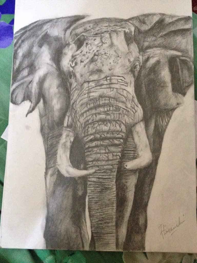 768x1024 Elephant Pencil Drawing