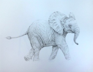 300x233 New Pencil Drawings Murray Ralfe Art