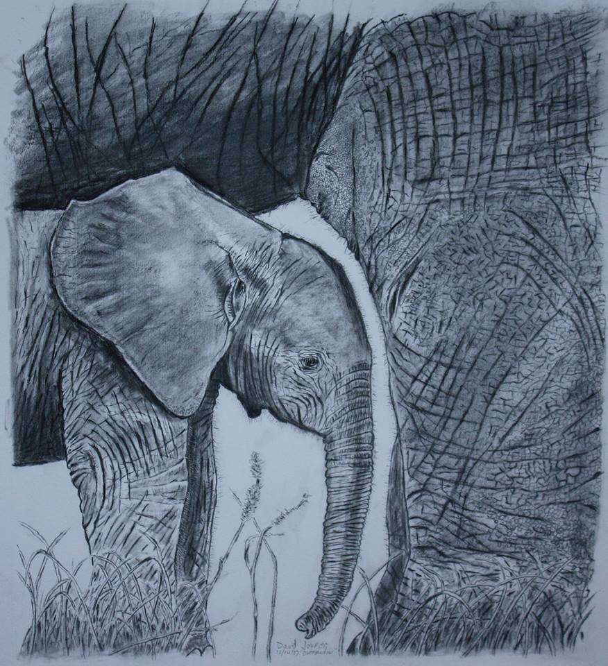 876x960 Pencil Drawings Fight For Rhinos