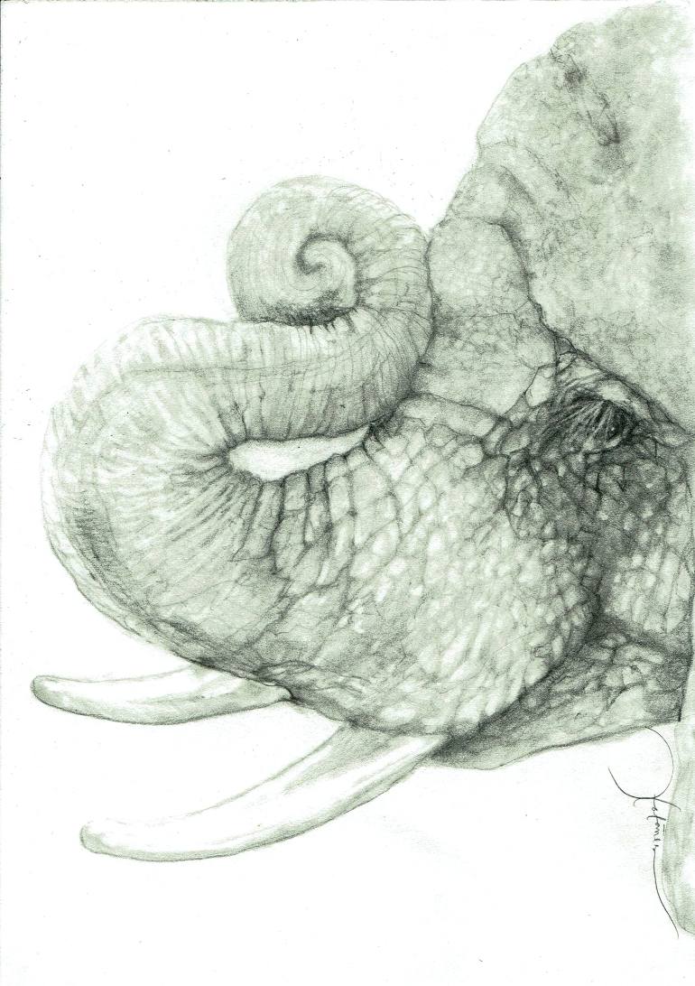 Elephant Profile Drawing at GetDrawings | Free download