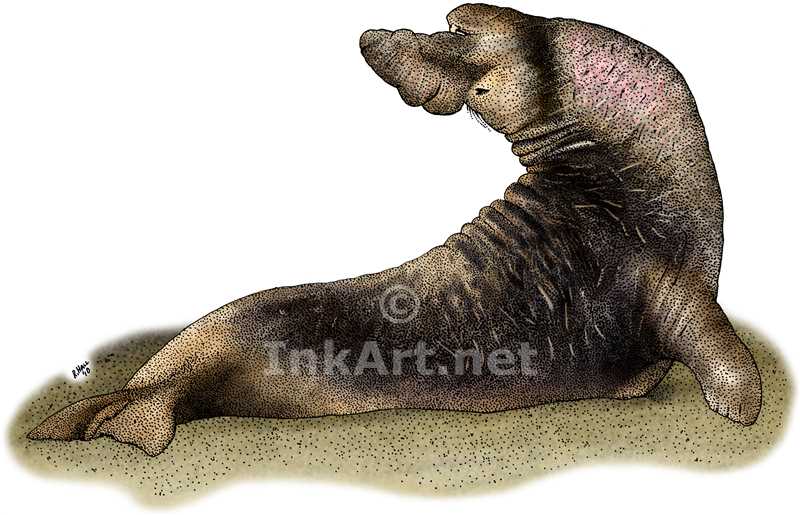 800x515 Northern Elephant Seal Stock Art Illustration