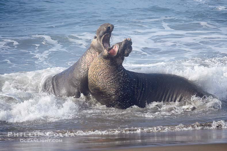 789x525 Piedras Blancas Elephant Seals Natural History Photography Blog