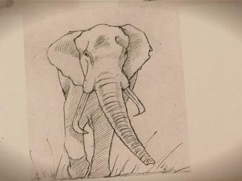 480x360 How To Draw An Elephant