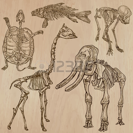 450x449 Elephant Skull Stock Photos. Royalty Free Business Images