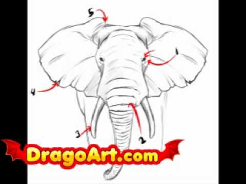 480x360 How To Draw A Realistic Elephant, Step By Step