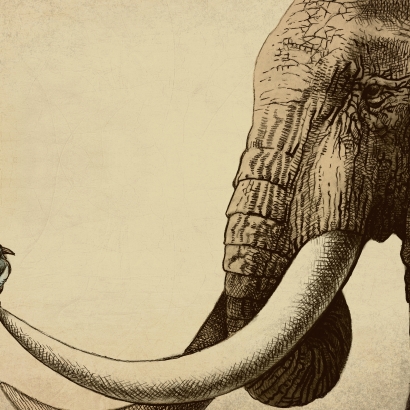 410x410 Elephant Drawdeck