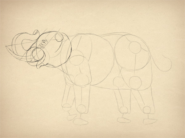 600x448 How To Draw Animals Elephants, Their Species And Anatomy