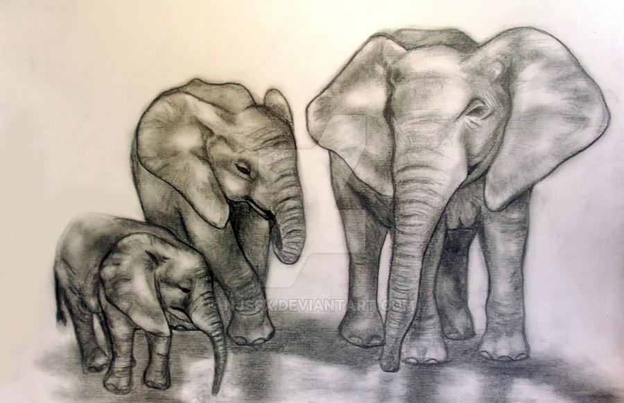 900x581 Pencil Drawing Of Elephants By Njsfx