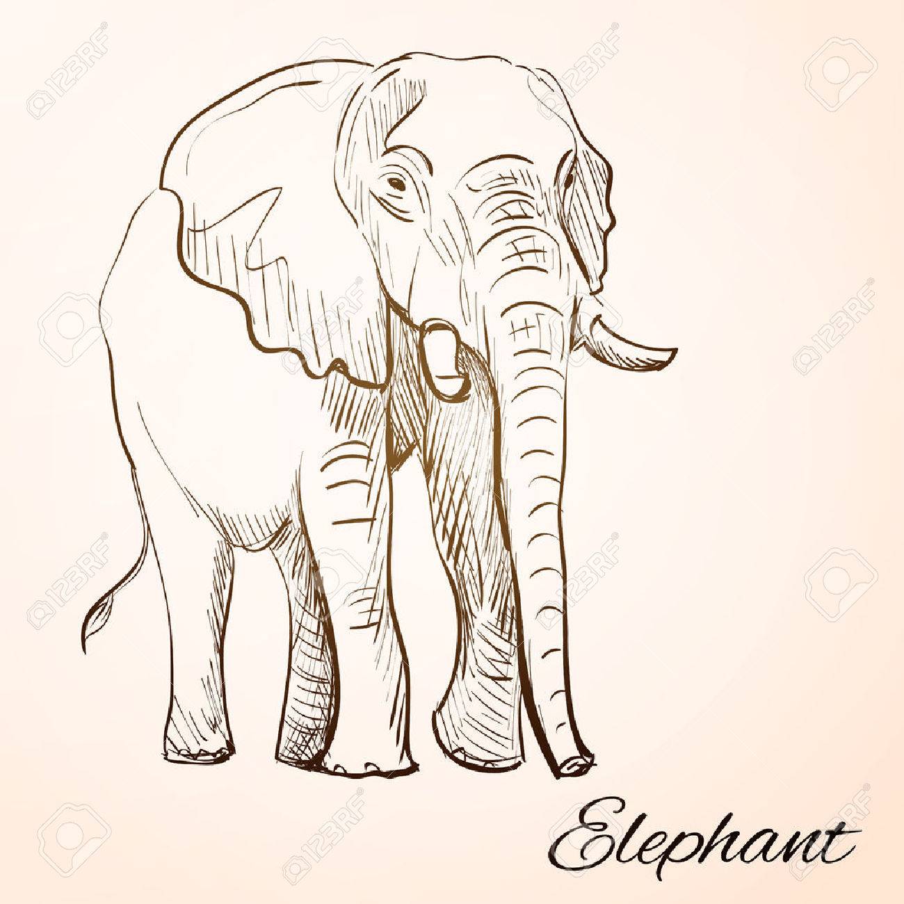 1300x1300 Sketch Doodle Drawing Elephant Vector Illustration Royalty Free