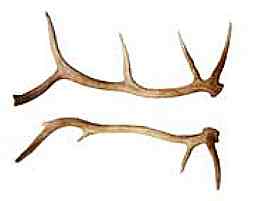 255x201 Big Antlers Antler Poundage Prices