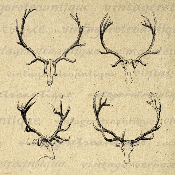 570x570 Real Reindeer Antlers