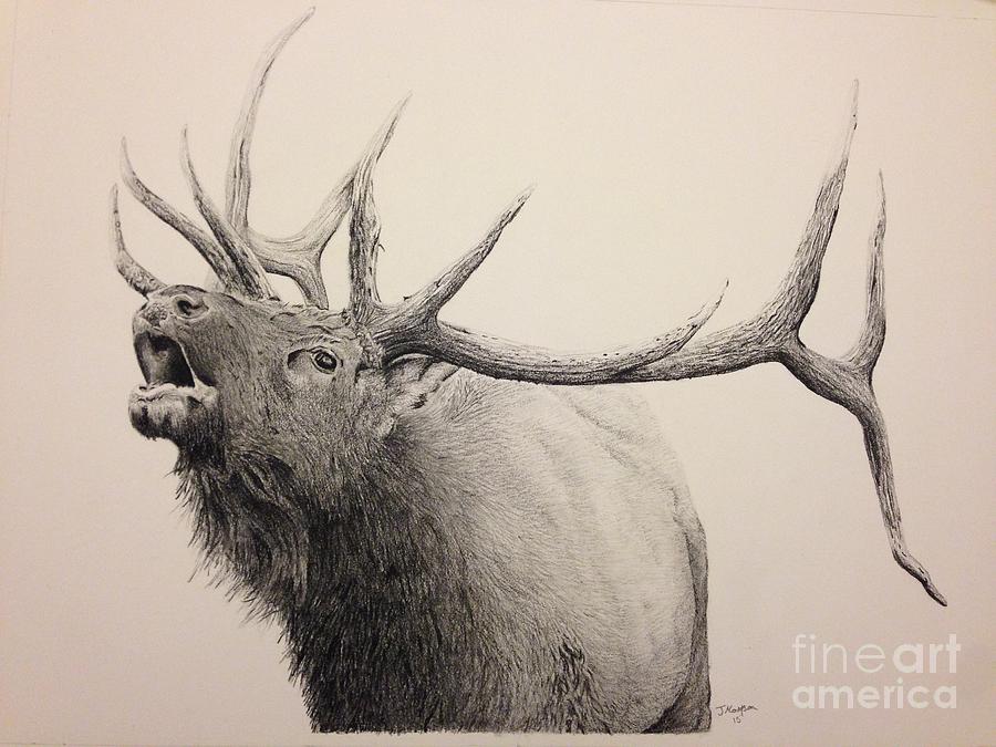 900x675 Elk Bugling Drawing By Jeremy Mattson