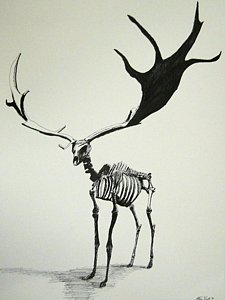 225x300 Irish Elk Skeleton Drawing By Steven Frost