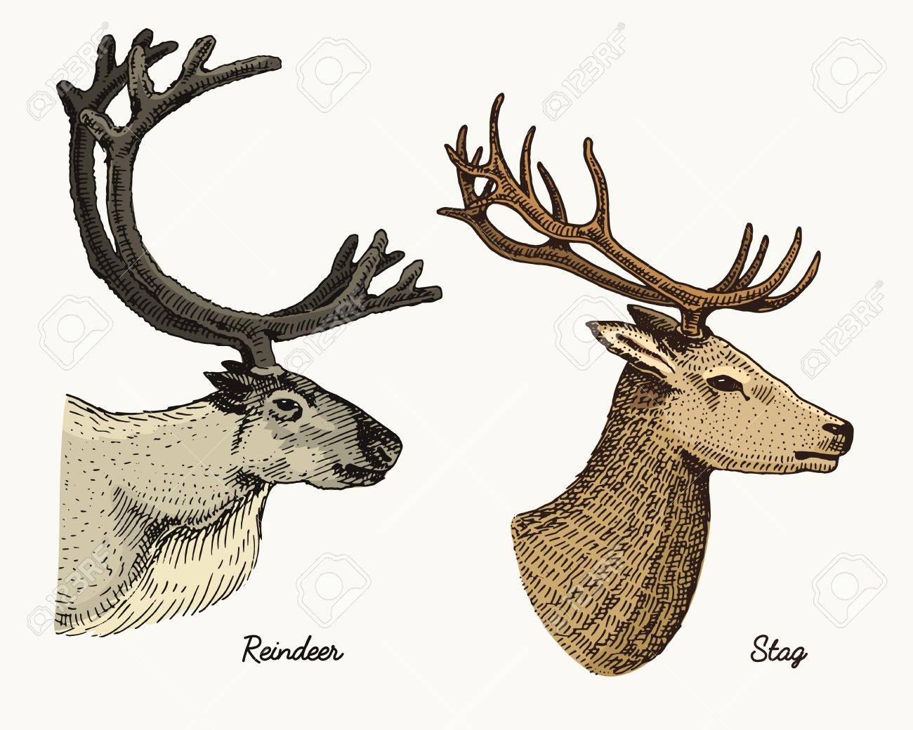 1300x1040 Reindeer And Stag Deer Vector Hand Drawn Illustration, Engraved