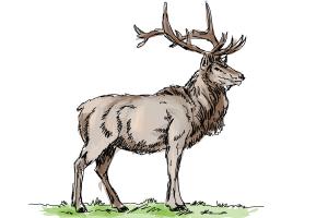 300x200 How To Draw An Elk
